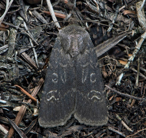 Alvarjordfly, Euxoa adumbrata. Alvar, land, Sverige d. 16 juli 2020. Fotograf; Hkan Johansson