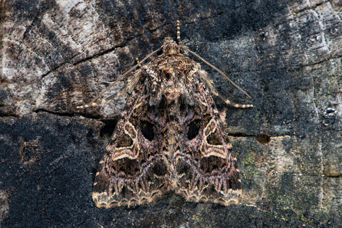 Violettrött nejlikfly / Violet Nellikeugle, Sideridis rivularis. Öland, Sverige d. 28 juli 2020. Fotograf; Håkan Johansson