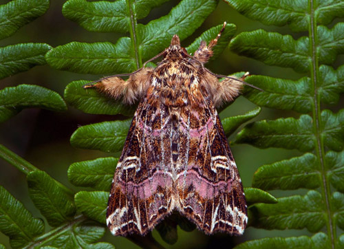 Ormbunksfly / rnebregneugle, Callopistria juventina. Sydstra Skne, Sverige d. 5  august 2020. Fotograf; Hkan Johansson