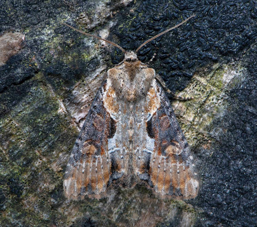 Ormängsfly / Slange-Stængelugle, Lateroligia ophiogramma. östra Öland, Sverige d. 12 juli 2020. Fotograf; Håkan Johansson