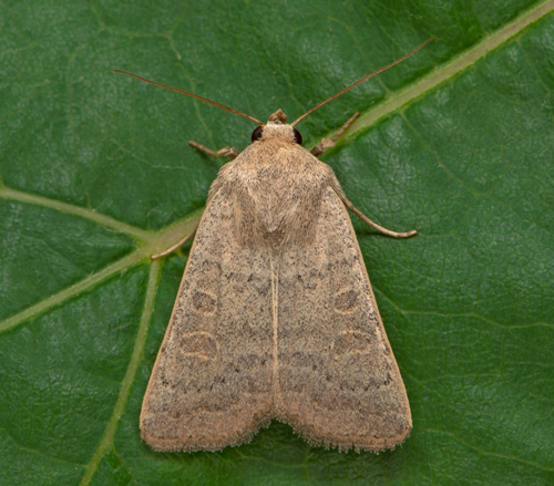 Ljusringat lövfly / Tvivlsom Mus, Hoplodrina ambigua. Nordvästra Skåne, Sverige d 10 september 2020. Fotograf; iHåkan Johansson