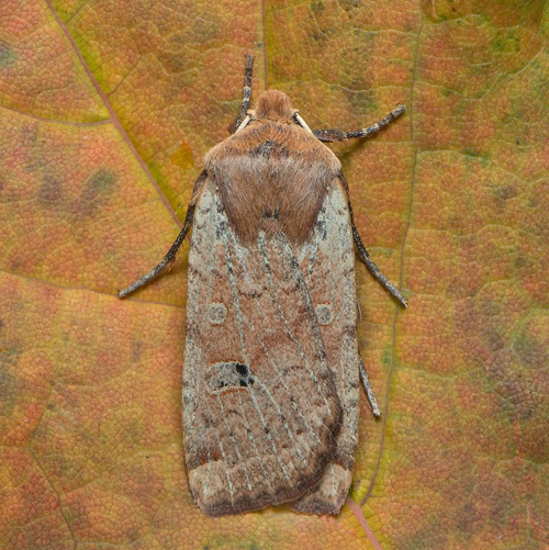 Gulhövdat plattfly / Rødhovedet Overvintringsugle, Conistra erythrocephala. Öland, Sverige d. 12 oktober 2020 . Fotograf; Håkan Johansson