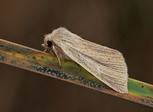 Brunstarrsfly / Kærstar-Stængelugle, Sedina buettneri. Skåne, Sverige d. 12 oktober 2020 . Fotograf; Håkan Johansson