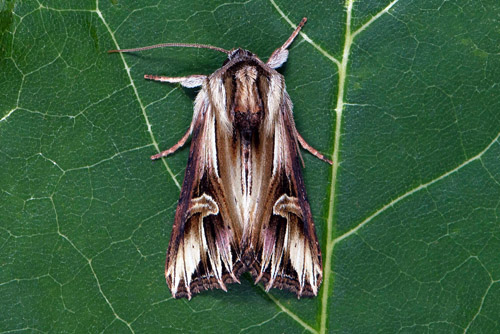 Tandat johannesörtsfly, Actinotia polyodon. Öland, Sverige d. 2 august 2020. Fotograf; Håkan Johansson