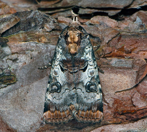 Gråvattrat bandfly / Gråspraglet Smutugle, Epilecta linogrisea. Ôland, Sverige d. 28 juli 2020. Fotograf; Håkan Johansson