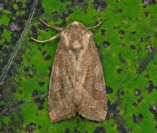 Pestrotsfly / Hestehov-Stngelugle, Hydraecia petasitis. Nv Skne, Sverige d. 5 september 2020 . Fotograf; Hkan Johansson