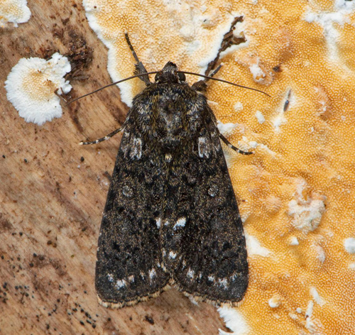 Syraftonfly / Syreugle, Acronicta rumicis.. Hallandss, Sverige d. 27 juni 2020. Fotograf; Hkan Johansson