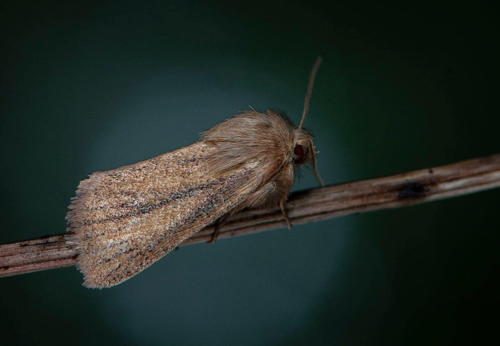 Mindre stråfly / Lille Starugle, Denticucullus pygmina. Nv Skåne, Sverige d. 5 september 2020 . Fotograf; Håkan Johansson