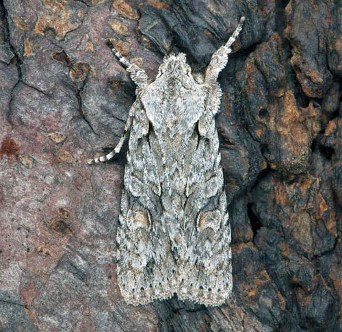 Ljusgrtt trfly / Egeknopugle, Lithophane ornitopus. Sdra Halland, Sverige medio september 2020. Fotograf; Hkan Johansson