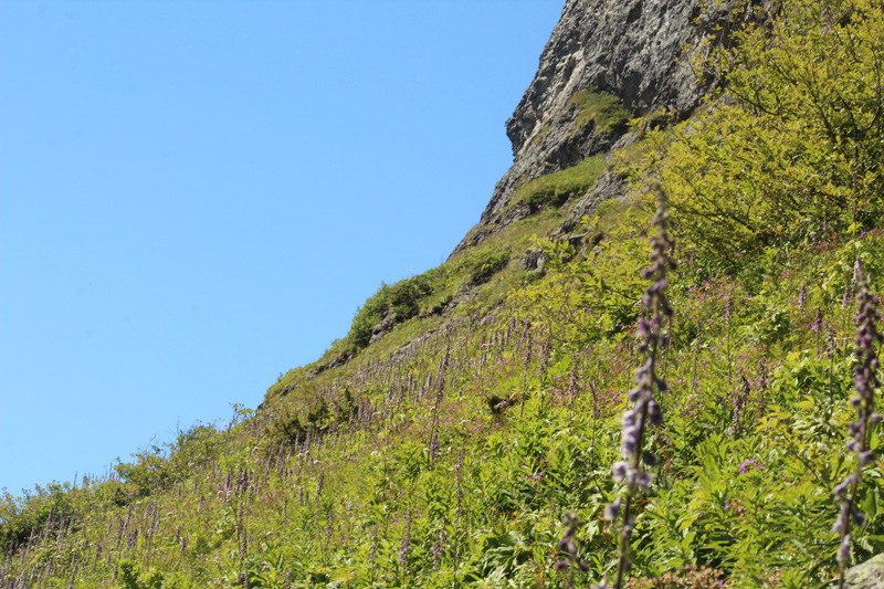 Soljebredpande, Pyrgus alveus. Gjendebu 1050 m.h., Jotunheimen, Norge d. 24 juli 2020. Fotograf; Kasper Mller
