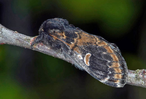 Poppeltandvinge / Poppel-Dromedarspinder, Notodonta tritophus. stra Smland, Sverige d. 31 maj 2020. Fotograf; Hkan Johansson