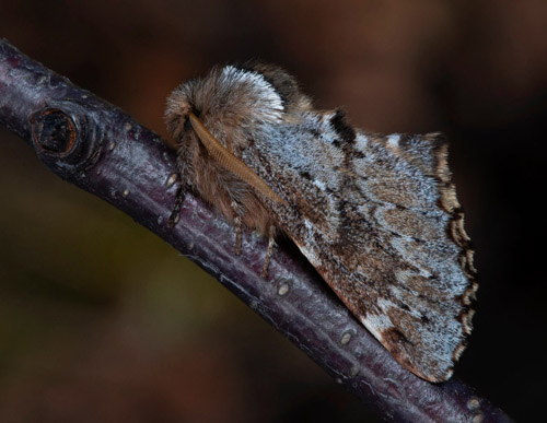 Vrflikvinge, Odontosia sieversii. Nordvstra Skne. Sverige d. 28 marts 2020. Fotograf; Hkan Johansson