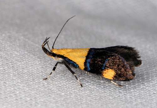 Blgul praktmal / Tofarvet Prydvinge, Oecophora bractella. Hallandss, Sverige d. 27 juni 2020. Fotograf; Hkan Johansson