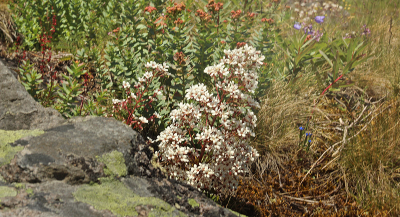 Bjergfrue, Saxifraga cotyledon. Gjendebu, Jotunheimen, Norge d. 24 juli 2020. Fotograf; Kasper Mller