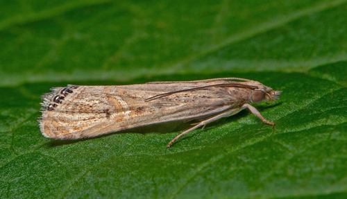 Immigrantgrsmott / Inmigrantgrsml, Euchromius ocellea. nordvstra Skne, Sverige d. 6 oktober 2020. Fotograf; Hkan Johansson