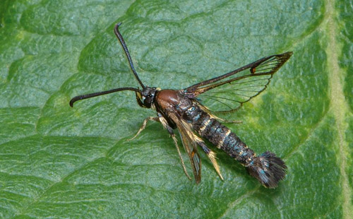 Ekglasvinge / Egeglassværmer, Synanthedon vespiformis. Öland. Sverige d. 12 juli 2020. Fotograf; Håkan Johansson