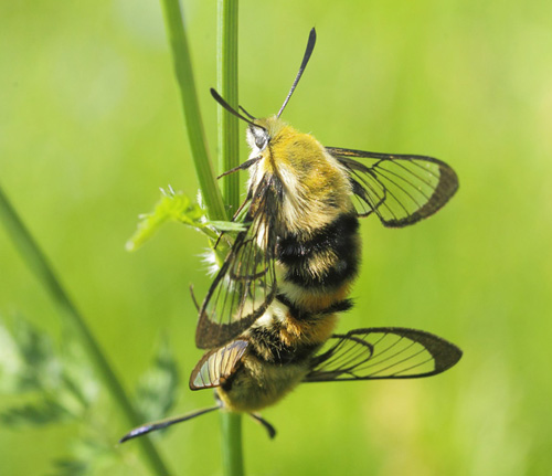 Smalrandet Humlebisvrmer, Hemaris tityus. Torsby N, Klarlven, Vrmland, Sverige d. 15 juni 2020. Fotograf; Lars Andersen