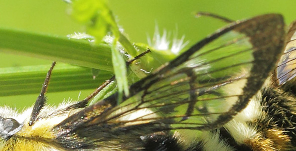 Smalrandet Humlebisvrmer, Hemaris tityus. Torsby N, Klarlven, Vrmland, Sverige d. 15 juni 2020. Fotograf; Lars Andersen