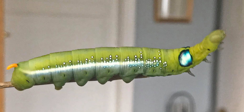 Oleandersværmer, Daphnis nerii (Linnaeus, 1758) fra importeret æg opdræt til larver og imago. Blekinge, Sverige december 2020. Fotograf:;Janne Svantesson