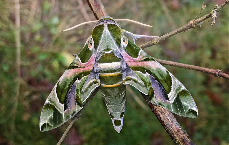Oleandersværmer, Daphnis nerii (Linnaeus, 1758) fra importeret æg opdræt til larver og imago. Blekinge, Sverige december 2020. Fotograf:;Janne Svantesson