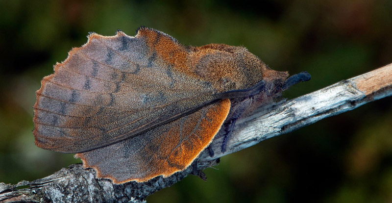 Kobberbrun Spinder, Gastropacha quercifolia. Store Alvar, Öland, Sverige d. 16 juli 2020. Fotograf; Håkan Johansson