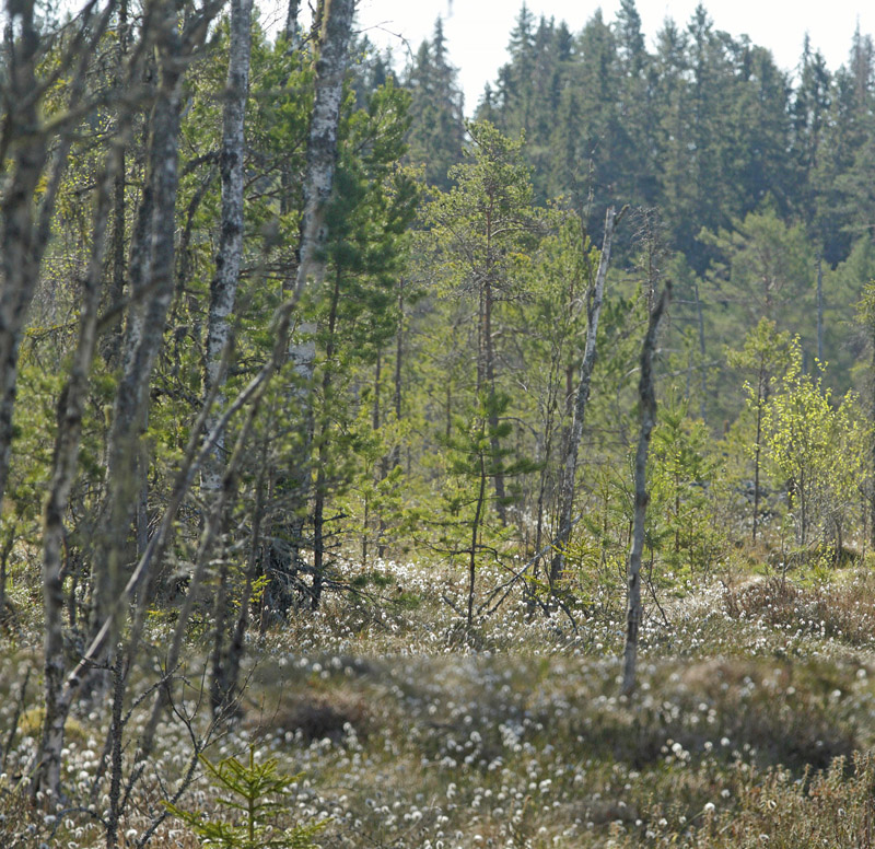 Hammar Rdmosse, Lindesberg, Vstmanland, Sverige d. 21 maj 2020. Fotograf; Lars Andersen