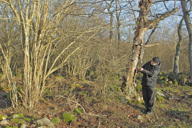 Svend Rastrup Andersen leder efter Slensommerfugl, Satyrium pruni g. varps naturreservat, Norra Vram, Skne, Sverige d. 19 januar 2020. Fotograf; Lars Andersen