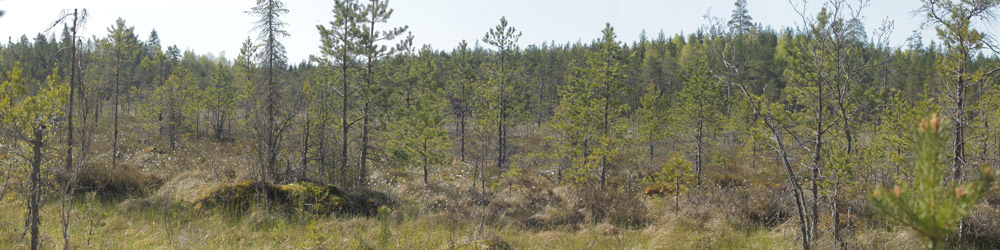 Hammar Rödmosse, Lindesberg, Västmanland, Sverige d. 21 maj 2020. Fotograf; Lars Andersen