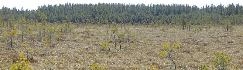 Hammar Rdmosse, Lindesberg, Vstmanland, Sverige d. 21 maj 2020. Fotograf; Lars Andersen