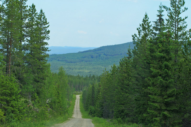 Sdra Finnskoga, nordlig Vrmland, Sverige d. 16 juni 2020. Fotograf; Lars Andersen