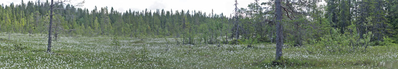 Kvarnberg, Dalarna, Sverige d. 19 juni 2020. Fotograf; Lars Andersen