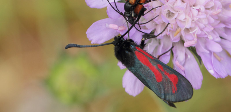 Skabiosekllesvrmer, Zygaena osterodensis. Allgunnen Naturreservat, Smland, Sverige d. 30 juni 2020. Fotograf; Lars Andersen