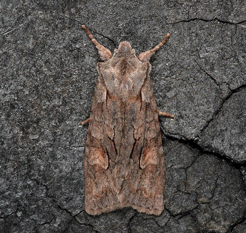 Gaffeltecknat träfly / Rødelugle, Lithophane furcifera. Mellersta Öland, Sverige d. 3 april 2021. Fotograf; Håkan Johansson