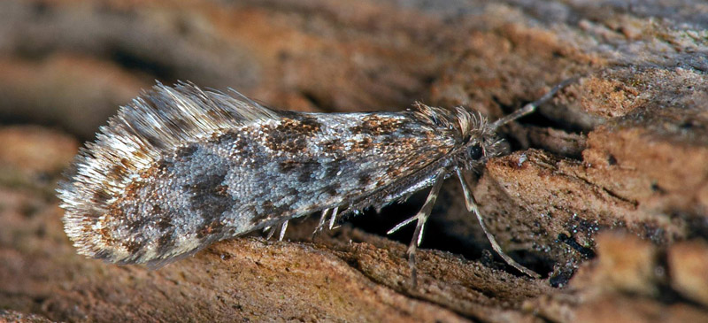Fläckig Säckspinnare / Stor Grå Lavsæk, Bankesia conspurcatella han. Svensknabben, Kalmar, Småland d. 4 april 2021. Fotograf; Håkan Johansson