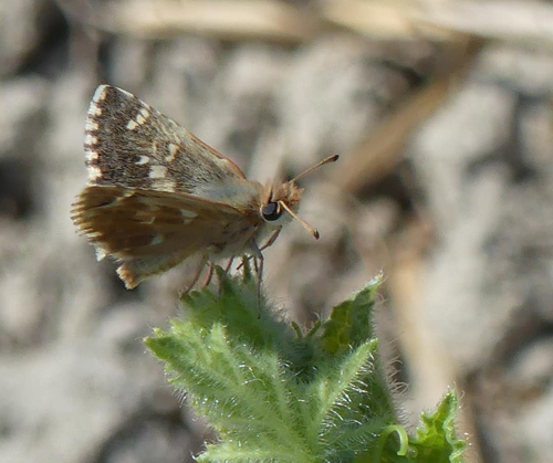 Balkan Mosaikbredpande, Muschampia alta (Sshwingenschuss, 1942). Zakynthos Isl., Grkenland ultimo august 2022. Fotograf; Jim Christensen