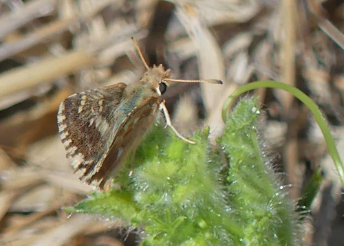 Balkan Mosaikbredpande, Muschampia alta (Sshwingenschuss, 1942). Zakynthos Isl., Grkenland ultimo august 2022. Fotograf; Jim Christensen