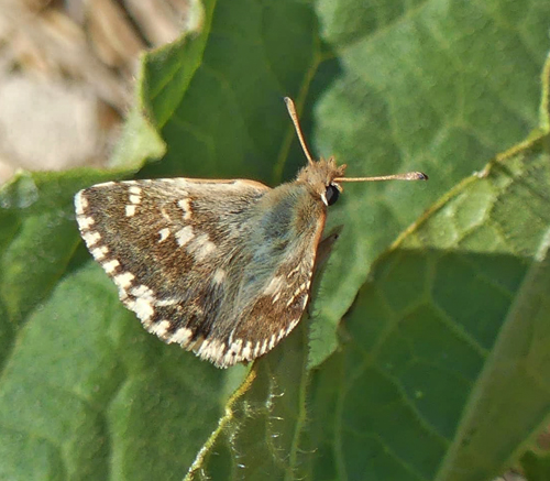 Balkan Mosaikbredpande, Muschampia alta (Sshwingenschuss, 1942). Zakynthos Isl., Grkenland ultimo august 2022. Fotograf; Jim Christensen