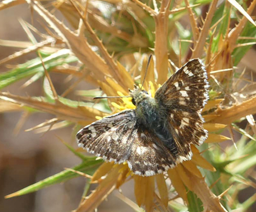 Balkan Mosaikbredpande, Muschampia alta (Sshwingenschuss, 1942). Zakynthos Isl., Grkenland ultimo august 2022. Fotograf; Jim Christensen