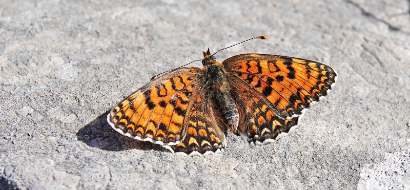 Ungarsk Pletvinge, Melitaea ornata. Skiti, Askio-bjergene, Vestmakedonien, Grækenland d. 23 april 2022. Fotograf; Emil Bjerregaard