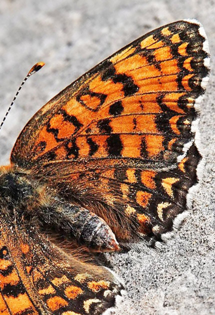 Ungarsk Pletvinge, Melitaea ornata. Skiti, Askio-bjergene, Vestmakedonien, Grækenland d. 23 april 2022. Fotograf; Emil Bjerregaard