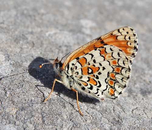 Ungarsk Pletvinge, Melitaea ornata. Skiti, Askio-bjergene, Vestmakedonien, Grækenland d. 23 april 2022. Fotograf; Emil Bjerregaard