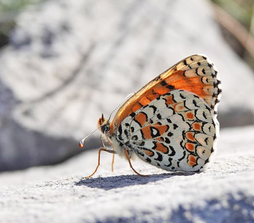 Ungarsk Pletvinge, Melitaea ornata. Skiti, Askio-bjergene, Vestmakedonien, Grækenland d. 23 april 2022. Fotograf; Emil Bjerregaard