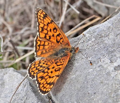 Ungarsk Pletvinge, Melitaea ornata. Skiti, Askio-bjergene, Vestmakedonien, Grækenland d. 23 april 2022. Fotograf; Emil Bjerregaard