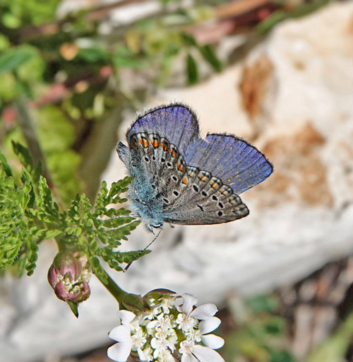 Esparsette Blfugl, Polyommatus thersites han. ros Karvoni, Samos, Grkenland d. 14 april 2022. Fotograf; Emil Bjerregaard