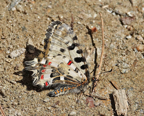 stlig Guirlandesommerfugl, Zerynthia cerisyi han. ros Karvoni, Samos, Grkenland d. 14 april 2022. Fotograf; Emil Bjerregaard