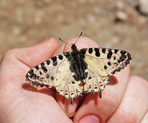 stlig Guirlandesommerfugl, Zerynthia cerisyi han. ros Karvoni, Samos, Grkenland d. 14 april 2022. Fotograf; Emil Bjerregaard