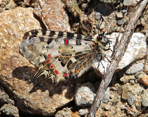 stlig Guirlandesommerfugl, Zerynthia cerisyi han. ros Karvoni, Samos, Grkenland d. 14 april 2022. Fotograf; Emil Bjerregaard