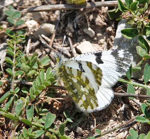 stlig Plethvidvinge, Euchloe ausonia. Mitilini, Samos, Grkenland d. 15 april 2022. Fotograf; Emil Bjerregaard