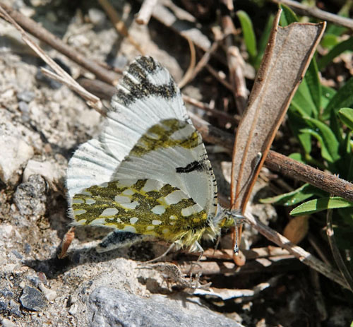 stlig Plethvidvinge, Euchloe ausonia. Mitilini, Samos, Grkenland d. 15 april 2022. Fotograf; Emil Bjerregaard