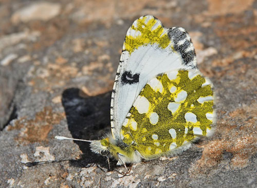 stlig Plethvidvinge, Euchloe ausonia. Mitilini, Samos, Grkenland d. 15 april 2022. Fotograf; Emil Bjerregaard